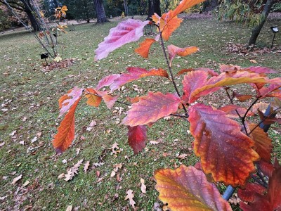 Quercus prinus - dub košíčkatý 