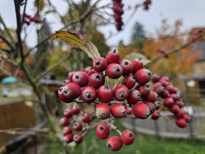 Sorbus aria ´Magnifica´ - jeřáb muk