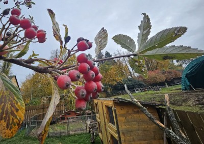 Sorbus aria ´Magnifica´ - jeřáb muk 