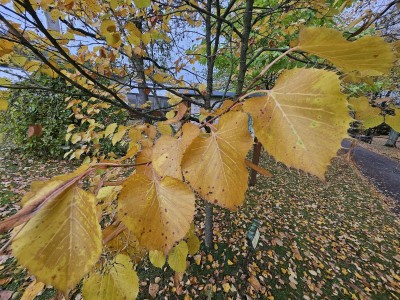 Tilia henryana - lípa Henryho