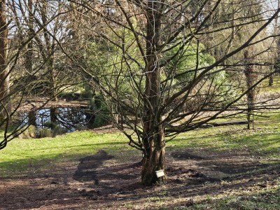 2026 Předjaří v Arboretu Žampach (27.2.)