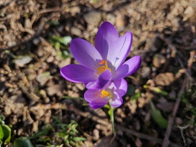 2026 Předjaří v Arboretu Žampach (27.2.)