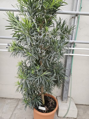 2026 Setkání členů UBZ ČR - botanické družení Liberec (17.-19.8.)