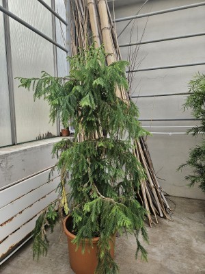 2026 Setkání členů UBZ ČR - botanické družení Liberec (17.-19.8.)