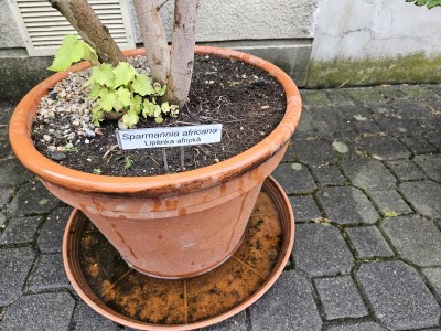 2026 Setkání členů UBZ ČR - botanické družení Liberec (17.-19.8.)