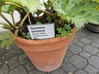 2026 Setkání členů UBZ ČR - botanické družení Liberec (17.-19.8.)