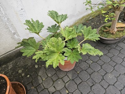 2026 Setkání členů UBZ ČR - botanické družení Liberec (17.-19.8.)