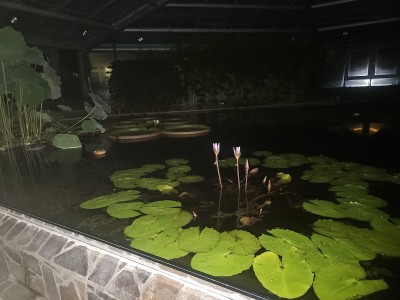 2026 Setkání členů UBZ ČR - botanické družení Liberec (17.-19.8.)