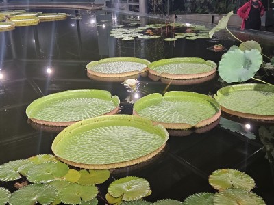 2026 Setkání členů UBZ ČR - botanické družení Liberec (17.-19.8.)