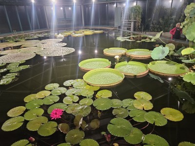 2026 Setkání členů UBZ ČR - botanické družení Liberec (17.-19.8.)
