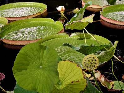 2026 Setkání členů UBZ ČR - botanické družení Liberec (17.-19.8.)