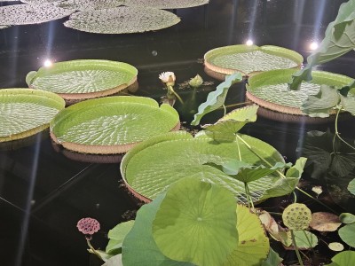 2026 Setkání členů UBZ ČR - botanické družení Liberec (17.-19.8.)
