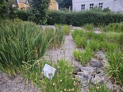2026 Setkání členů UBZ ČR - botanické družení Liberec (17.-19.8.)