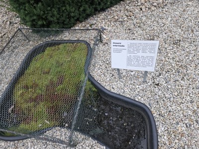 2026 Setkání členů UBZ ČR - botanické družení Liberec (17.-19.8.)
