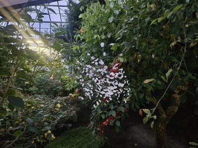 2026 Setkání členů UBZ ČR - botanické družení Liberec (17.-19.8.)