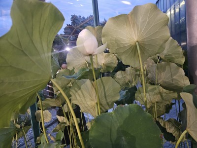 2026 Setkání členů UBZ ČR - botanické družení Liberec (17.-19.8.)