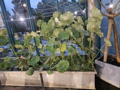 2026 Setkání členů UBZ ČR - botanické družení Liberec (17.-19.8.)