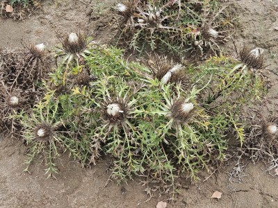 2026 Setkání členů UBZ ČR - botanické družení Liberec (17.-19.8.)