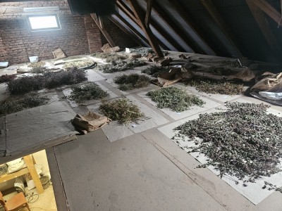 2026 Setkání členů UBZ ČR - botanické družení Liberec (17.-19.8.)