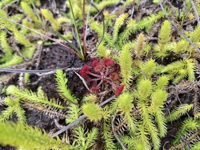 2026 Setkání členů UBZ ČR - botanické družení Liberec (17.-19.8.)