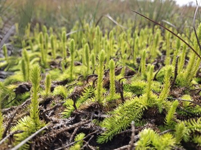 2026 Setkání členů UBZ ČR - botanické družení Liberec (17.-19.8.)