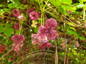 2021 Smyslový park - tunel plný vůně - akébie