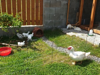 2021 Český dvorek otevřen i pro veřejnost