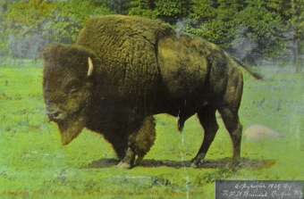 PŘEDNÁŠKOVÉ TURNÉ Františka Lützowa USA, 1912 (scan kroniky)